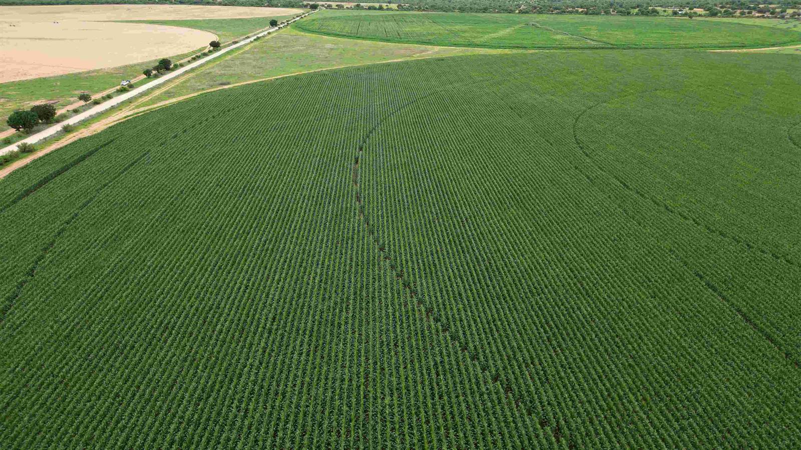 Centre pivot under irrigation