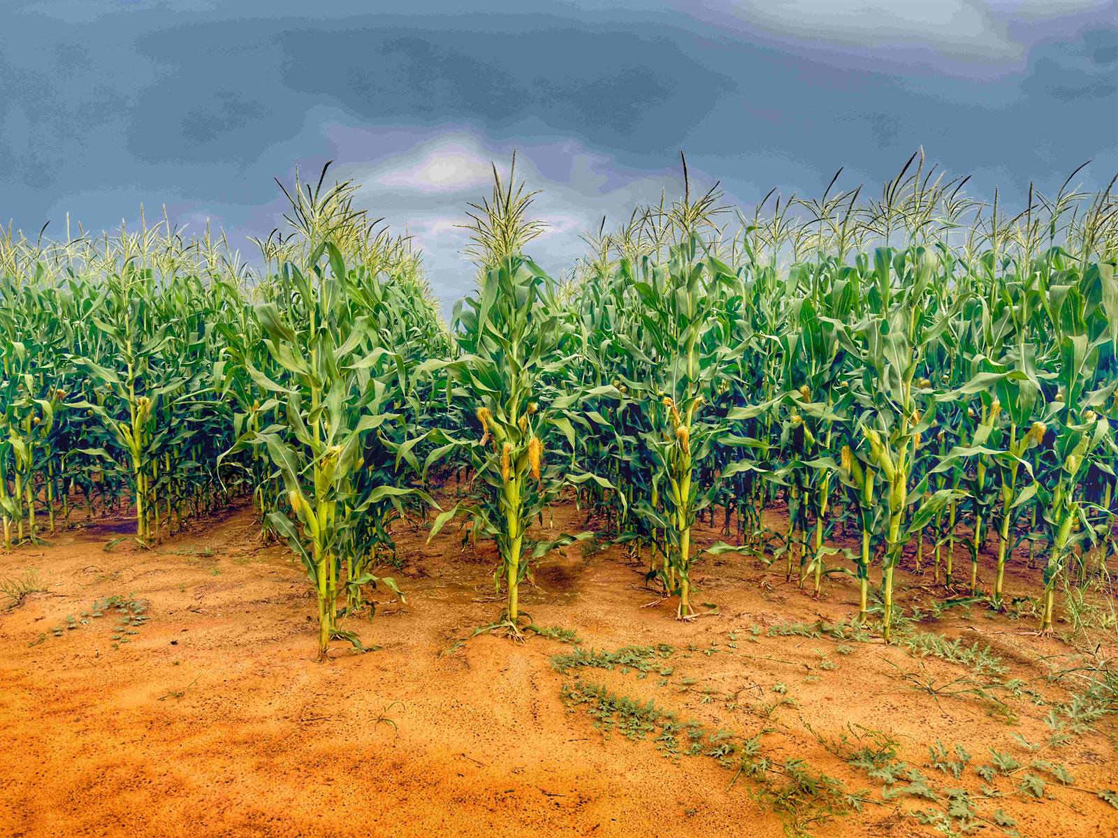 Irrigated cropping in Namibia